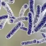 Legionella, un rischio sottovalutato?